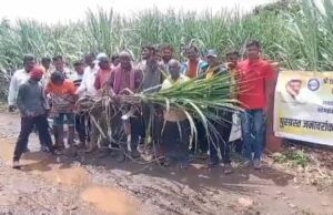 श्री दत्त साखर कारखान्याकडून पूरग्रस्त जनावरांसाठी चाऱ्याचे वाटप