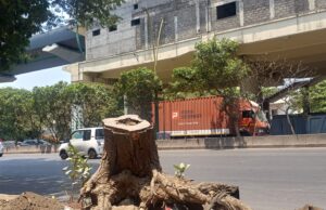 *“झाडांच्या सरणावर उभा राहतोय ठाण्याचा काँक्रिट विकास!”*